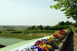 Looking over the fertile vineyards of the Friuli region of northern italy